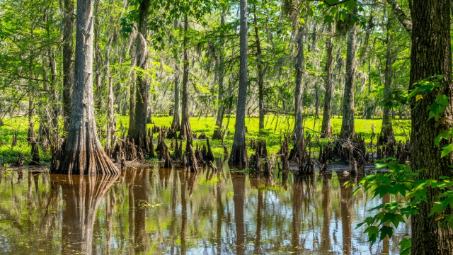 Lake Fausse Pointe State Park