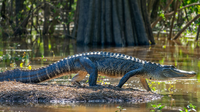 Atchafalaya Basin / Atchafalaya National Heritage Area