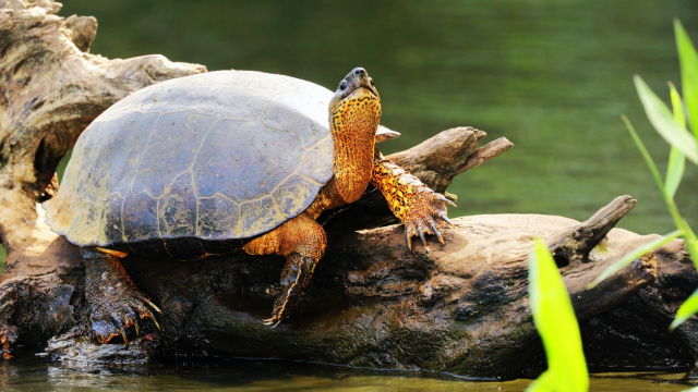 Parque Nacional de Tortuguero