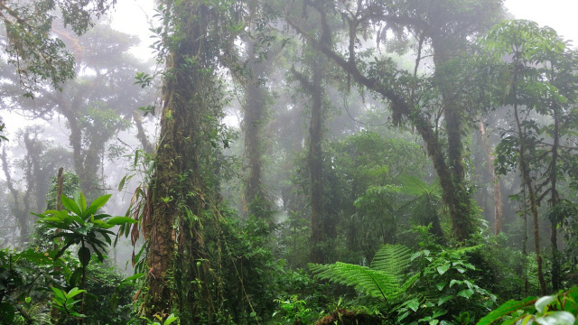 Bosque Nuboso de Monteverde