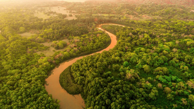 Jungla de Nosara