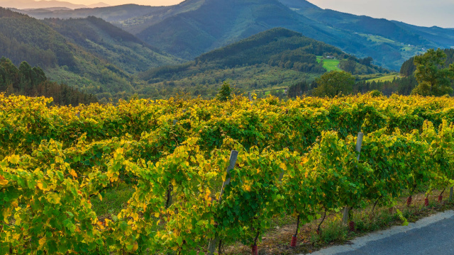 Bodega Berroja